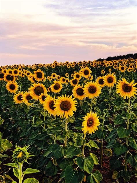 Beautiful Aesthetic Sunflower Pictures Largest Wallpaper Portal