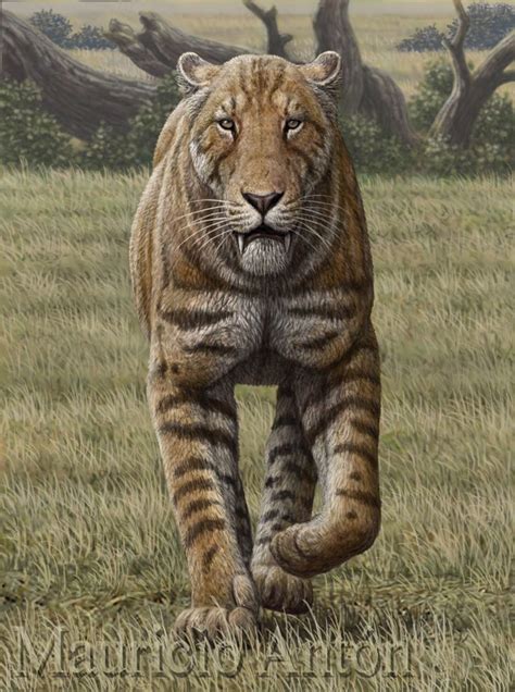 Chasing Sabretooths Prehistoric Animals Extinct Animals Smilodon