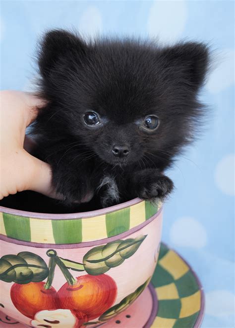 Micro Teacup Pomeranian Puppy Dogs Pinterest Puppies Dog Breeds Picture