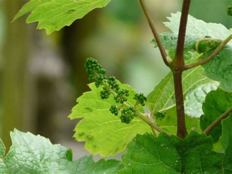 Grapevine Vitis Vinifera Wine Free Stock Photos In Jpeg