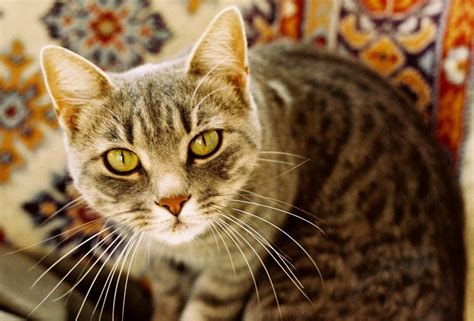 En Güzel Kedi Isimleri Anadolu Kedisi