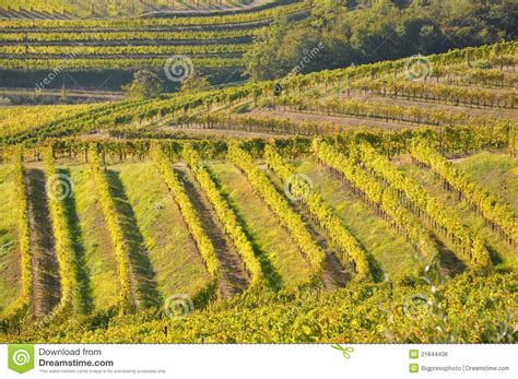 Winegrowing In Friuli Italy Stock Photo - Image of friuli ...
