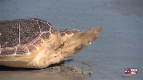 Seaworld Releases 4 Loggerhead Sea Turtles Into The Wild Youtube