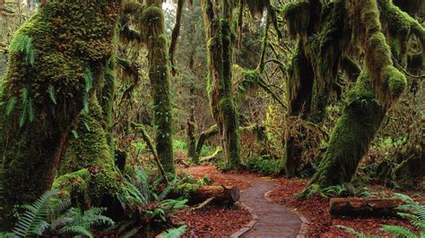 Hoh Rainforest In Olympic National Park Washington State Usa R