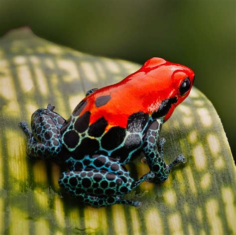 Poisonous Frogs In The World