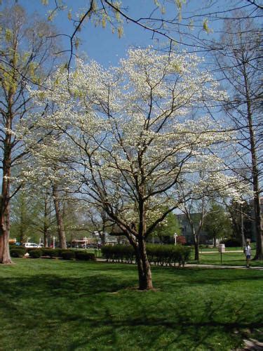 One of the most popular flowering trees in the united states, the saucer magnolia is also widely planted in europe. Flowering Dogwood