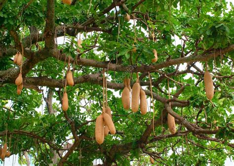 Sausage Tree Fruit Kigelia Africana Stock Photo By ©byelikova 30166489