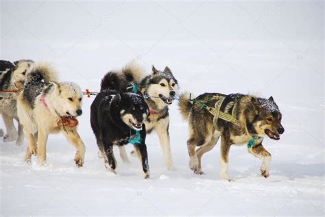 Dogs Sled Dogs — Stock Photo © Udgin13 67163997