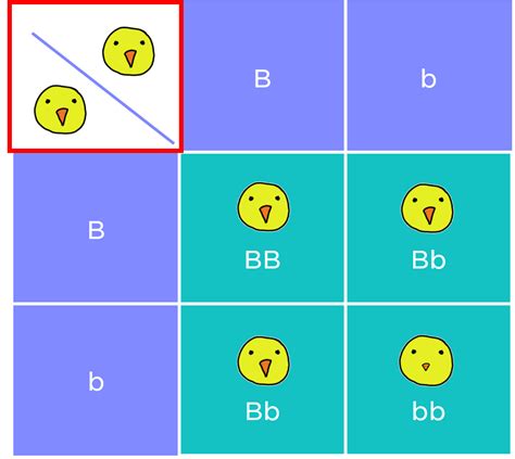Punnett Squares Examples Diagrams Expii