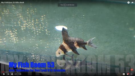 Chinese High Fin Shark F53 Youtube