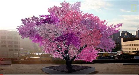 We did not find results for: Amazing Tree With 40 Different Fruit - CONTAINER GARDENS