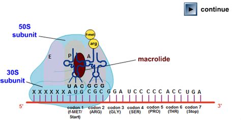 Mechanism Of Action Of Macrolides Animations
