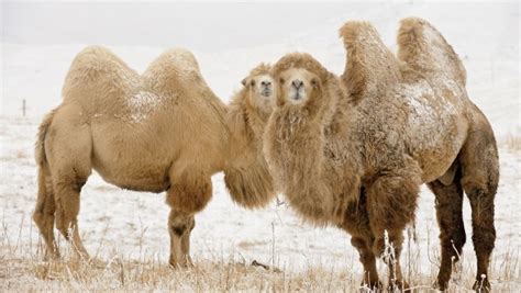 Caravans of horses and donkeys had crossed parts of the sahara in. 10 Crazy Facts About Camels - Listverse