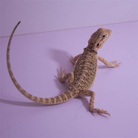 Hypo 100 Het Zero And Trans Female Central Bearded Dragon By