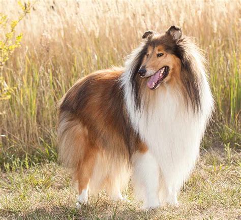 Collie Dog Breed Information Center A Guide To The Rough
