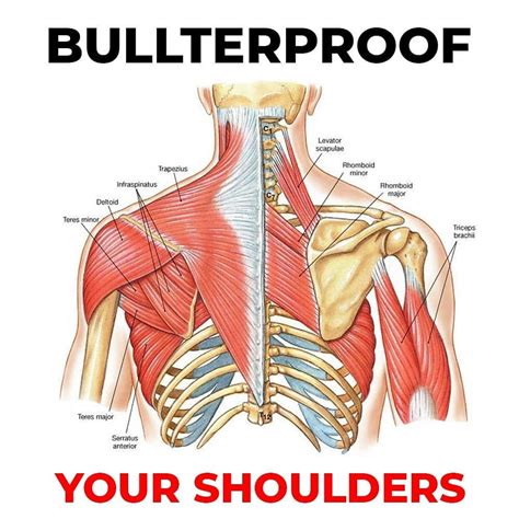 James Lu Rmt 🇨🇦 To On Instagram “🚨 3 Exercises To Bulletproof Your