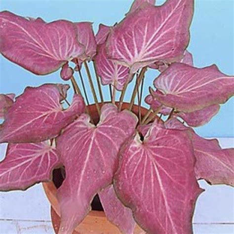 Caladium Plant Pink Paisley Khun Ying Elephant Ear Florida Hill Nursery
