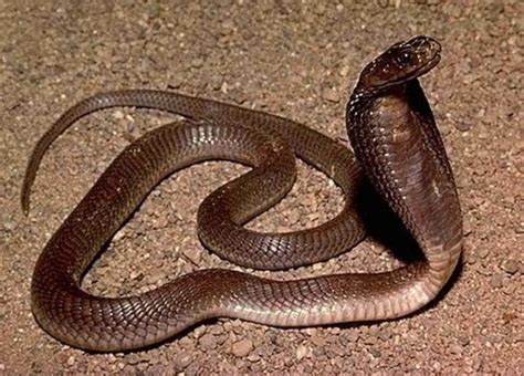 The Philippine Cobra One Of The Deadliest Snakes In The World Owlcation