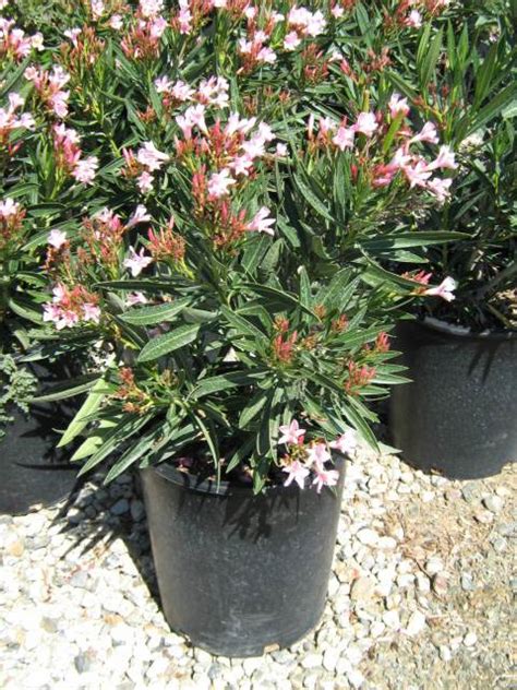 5g Nerium Oleander Petite Pink T Y Nursery