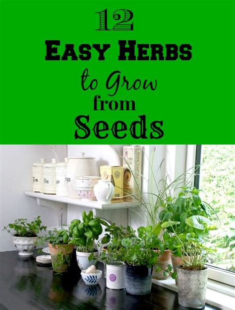 12 Easy Herbs To Grow From Seeds Gardens Plants And
