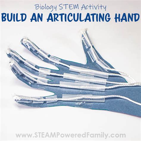 Hand Model Stem Craft Build An Articulating Hand Stem Project