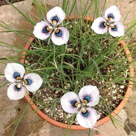 Moraea Iridioides Flower Seeds — Jack Seeds