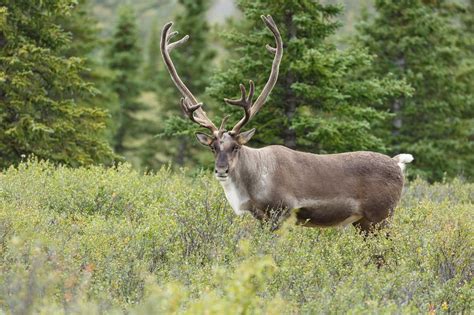 Where To See Wildlife In Denali National Park