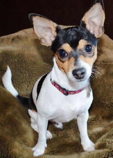 Jack Russell Rat Terrier Chihuahua Mix Pets Lovers