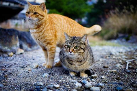 Two Cute Cats In The Street Image Free Stock Photo