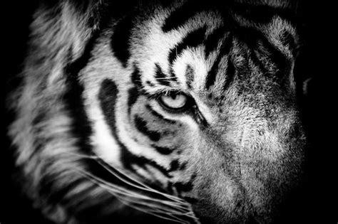 Tiger Eye Photography By Beth Wold Saatchi Art