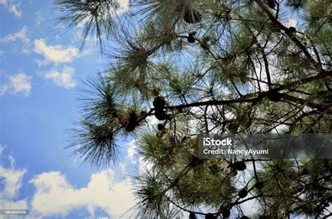 Ranting Pinus Penuh Dengan Kerucut Pinus Kering Foto Stok Unduh
