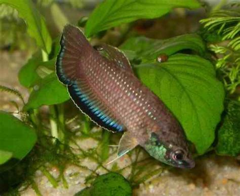 Yang populer dan mudah ditemui di indonesia. Jual Ikan Cupang di Tangerang Harga Murah | 1 Power
