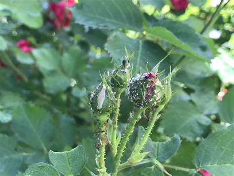 Aphids On Rose Susans In The Garden