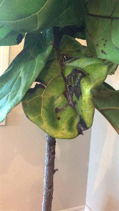 A place to discuss all things fiddle leaf fig (ficus lyrata). comments by rezalicious