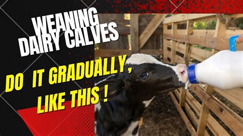 Weaning A Dairy Calf How To Wean Dairy Calves Youtube
