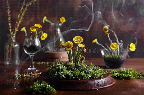Spring Flowers With Moss And Water Drops Stock Image Image Of