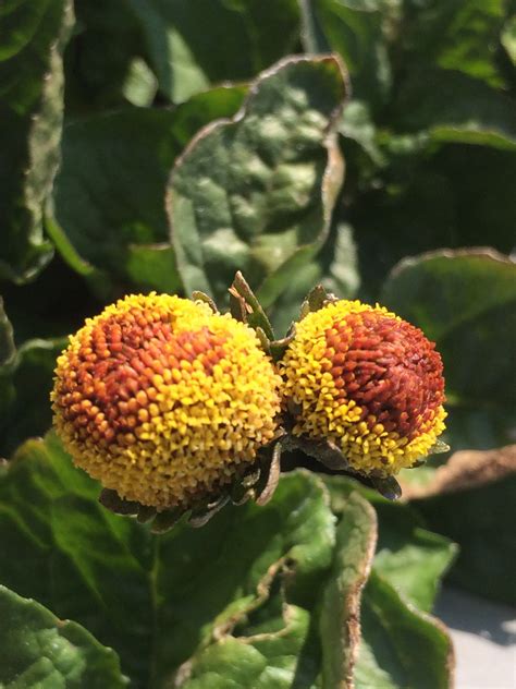 Spilanthes Dried Herb Toothache Plant Organic Acmella Oleracea