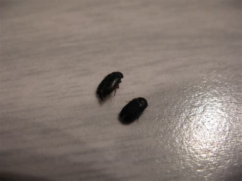 You and the other members of your family can work as a team to permanently get rid of. 6 small black beetle like bug : Biological Science Picture ...