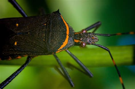 Southern United States ‘kissing Bug Deadly To Humans Empower Brokerage