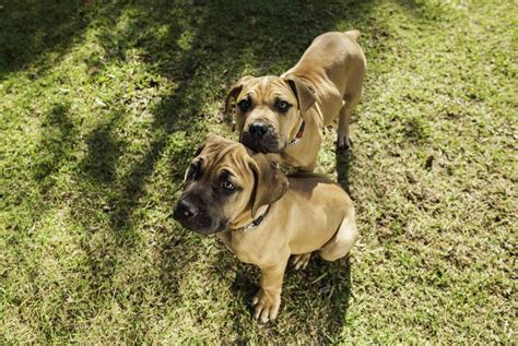 Boerboel Dog Breed Characteristics And Care