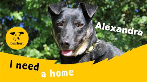 Alexandra The Amazing Crossbreed Dogs Trust Darlington Youtube