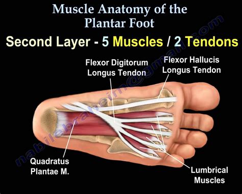 Muscle Anatomy Of The Plantar Foot Everything You Need To Know Dr Nabil Ebraheim Muscle