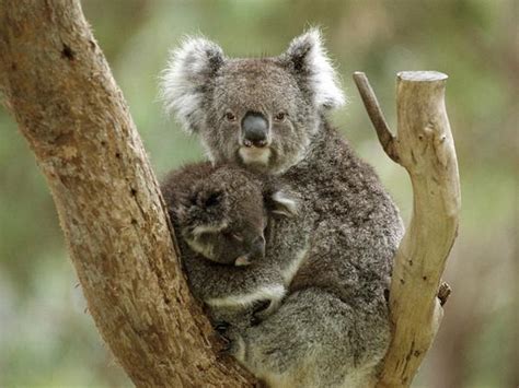 Dónde viven el koala Información y características Actualizado