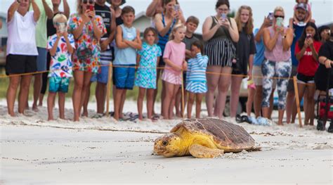 Florida Sea Turtle Rescue
