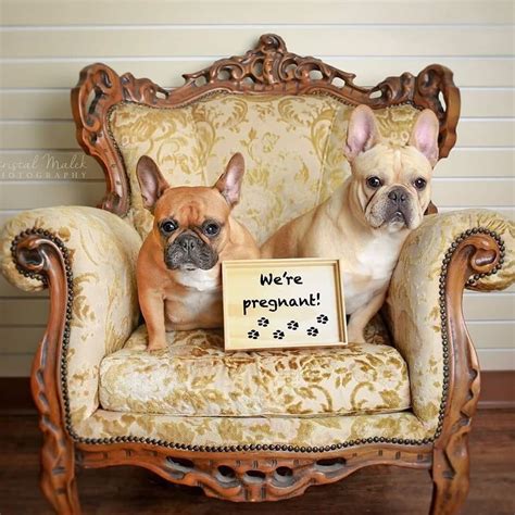 How Long Is A French Bulldog Pregnancy