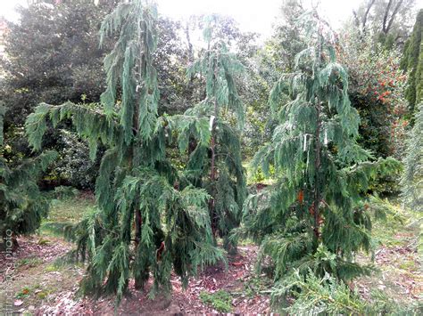 Chamaecyparis Nootkatensis Pendula Weeping Alaskan Cedar Evergreen