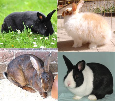 Rabbit Breeds ROYS FARM