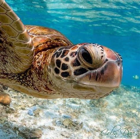 The Hawksbill Turtle Considered By Many To Be The Most Beautiful Of Sea