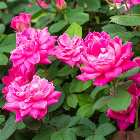 Pink Rose Plants For Sale Pink Double Knock Out® Rose Easy To Grow