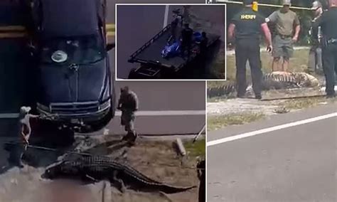 Horrifying Moment 14ft Alligator Is Caught Dragging Human Corpse Down